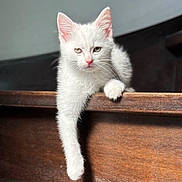 Sora participe au concours pour gagner de l'argent avec cette photo : kitten, white_cat, cat, paw, fur, wooden_surface, animal, pet, indoor, relaxed, cute, young_cat, feline, whiskers, ears, face, claw, domestic_animal, resting, curious