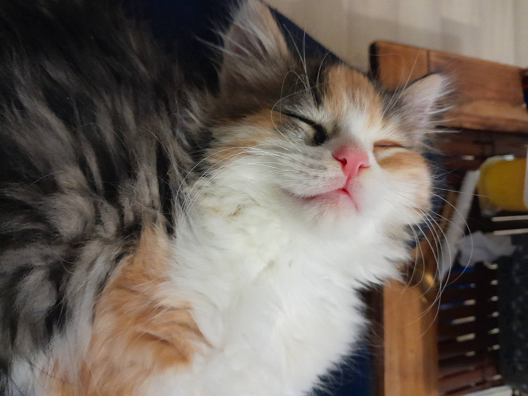 Canaille participe au concours pour gagner de l'argent avec cette photo : carnivore, cat, claw, domestic_short_haired_cat, felidae, fur, maine_coon, paw, small_to_medium_sized_cats, snout, whiskers, window