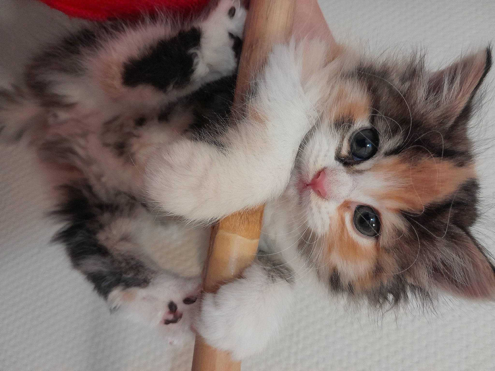 Canaille participe au concours pour gagner de l'argent avec cette photo : carnivore, cat, claw, comfort, domestic_short_haired_cat, fawn, felidae, foot, fur, nap, paw, small_to_medium_sized_cats, snout, tail, toe, whiskers