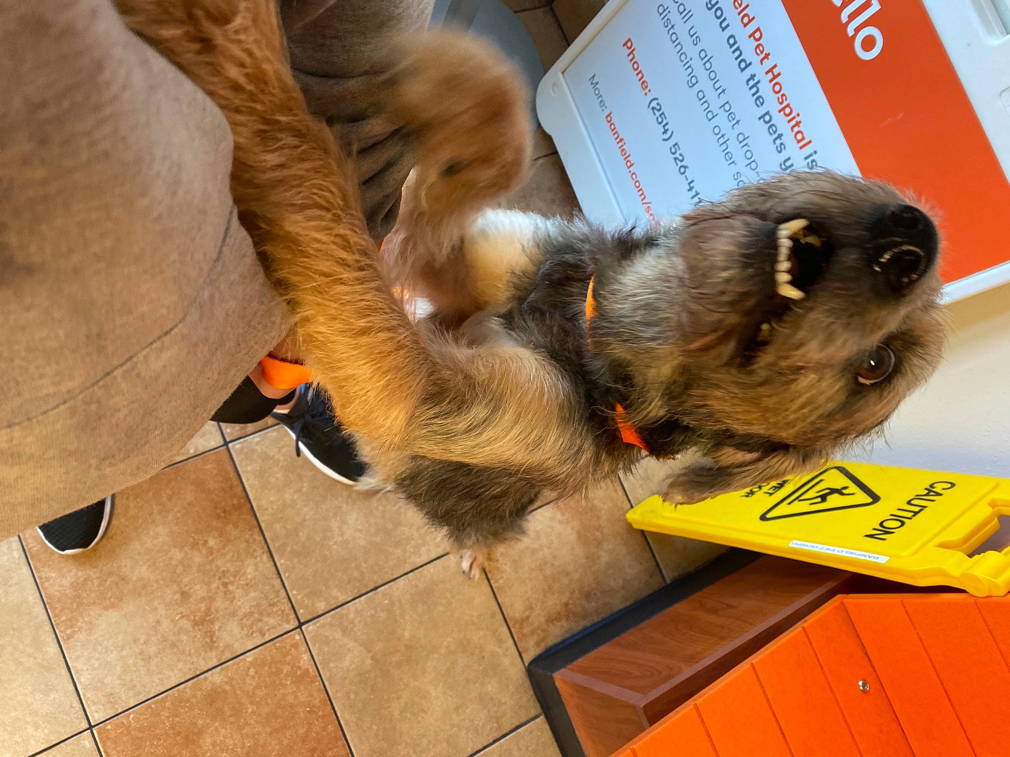 Beetle is registered to the contest to win money with this photo: canidae, claw, companion_dog, dog_breed, fawn, flooring, foot, fur, hardwood, liver, paw, primate, snout, sporting_group, tail, terrestrial_animal, tile_flooring, wildlife, wood