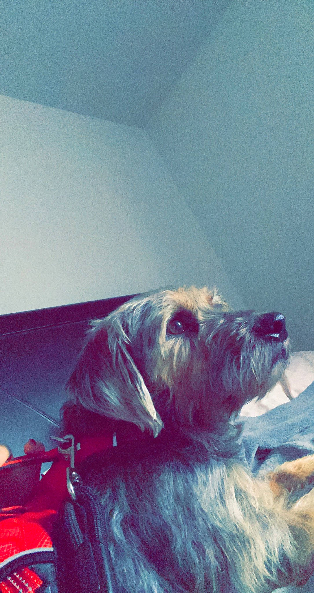 Beetle is registered to the contest to win money with this photo: canidae, carnivore, cloud, companion_dog, dog, dog_breed, electric_blue, fur, liver, magenta, schnauzer, small_terrier, sporting_group, square, tail, terrier, toy_dog, visual_arts, whiskers, working_animal