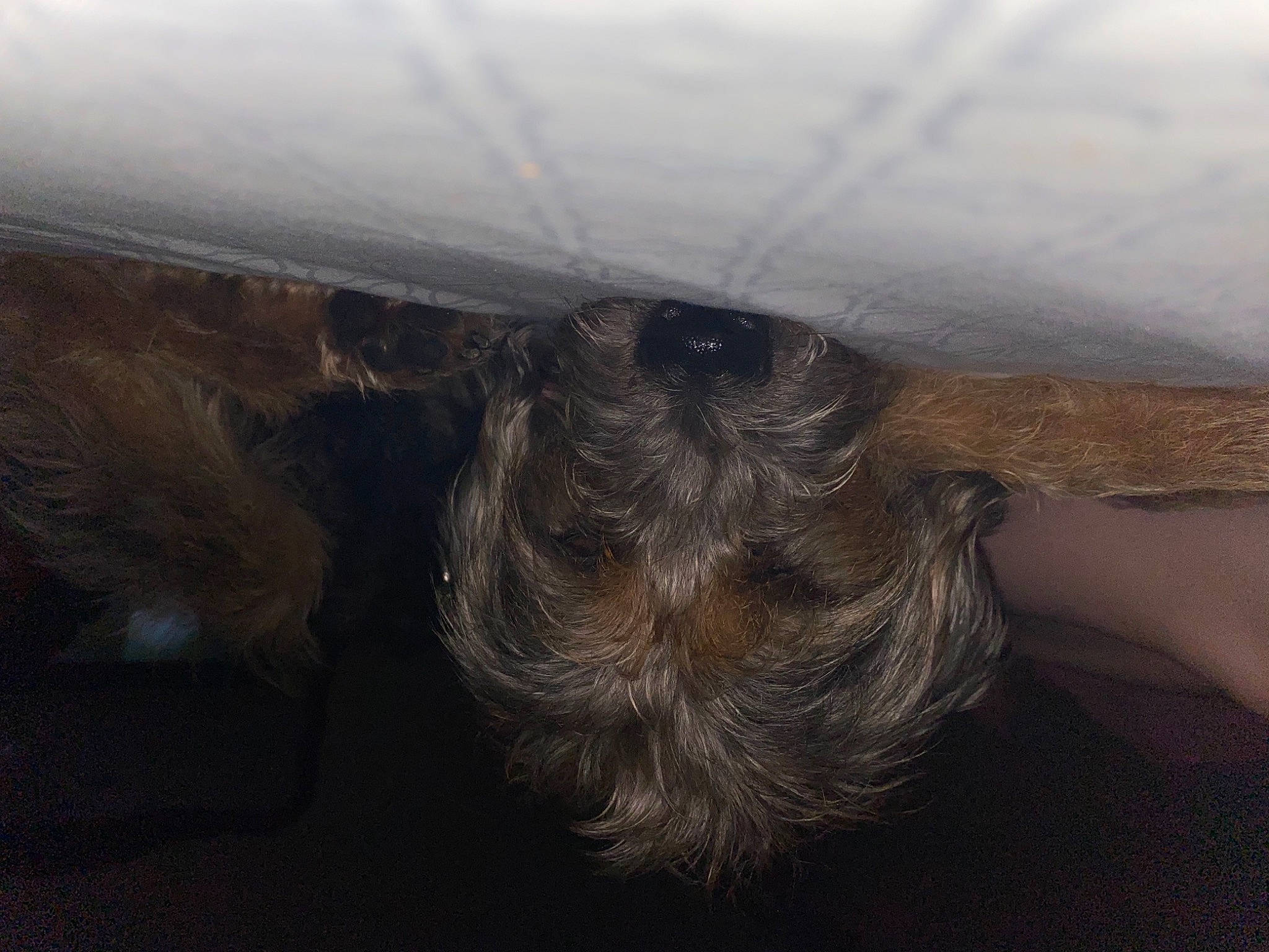 Beetle joined the competition — help win amazing prizes! auto_part, automotive_exterior, automotive_tire, canidae, dog_breed, foot, fur, grey, landscape, liver, mountain, sporting_group, tail, tints_and_shades, vehicle_door, whiskers, wildlife, wood