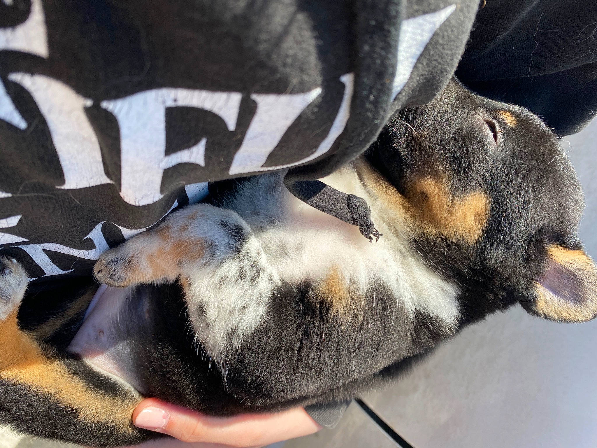 Bellatrix is registered to the contest to win money with this photo: carnivore, claw, comfort, companion_dog, dog, dog_breed, font, fur, grey, paw, snout, terrestrial_animal, whiskers, working_dog