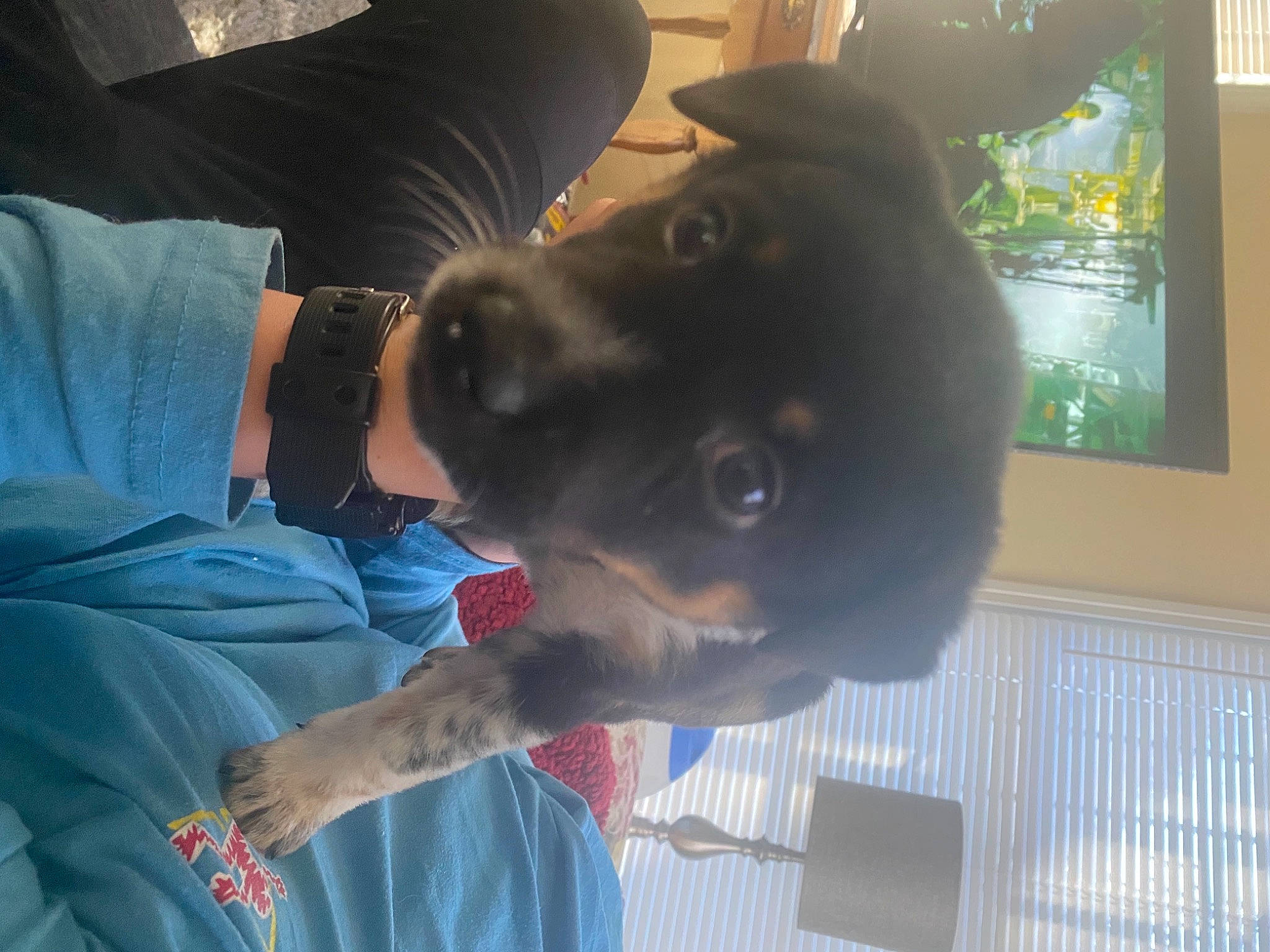 Bellatrix is registered to the contest to win money with this photo: canidae, carnivore, comfort, companion_dog, dog, dog_breed, ear, elbow, electric_blue, fawn, guard_dog, sporting_group, window, working_animal, working_dog