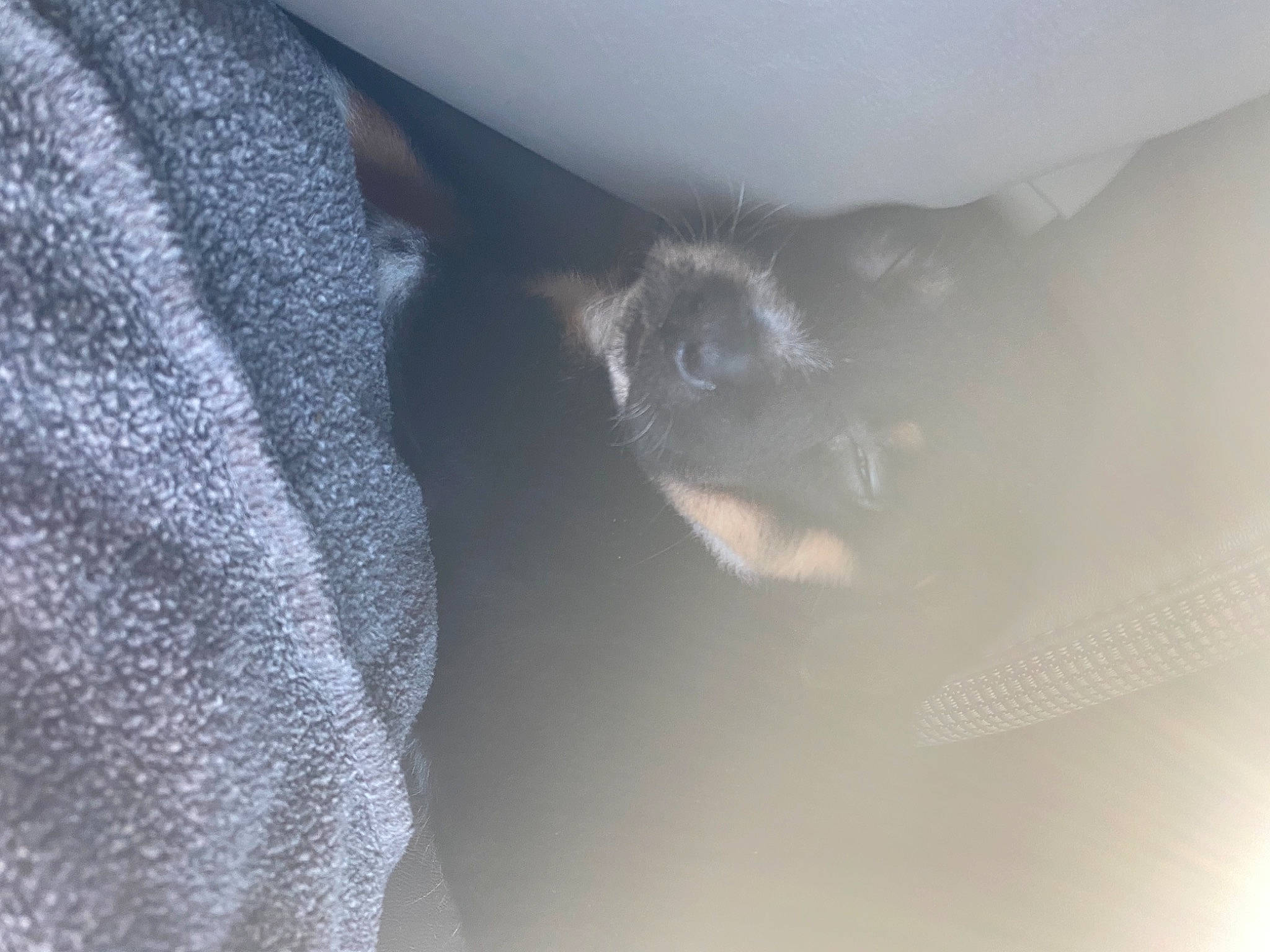 Bellatrix joined the competition — help win amazing prizes! arm, carnivore, cat, cloud, comfort, domestic_short_haired_cat, electric_blue, felidae, fur, gesture, grey, hand, human_leg, paw, shadow, sleeve, small_to_medium_sized_cats, snout, tail, whiskers