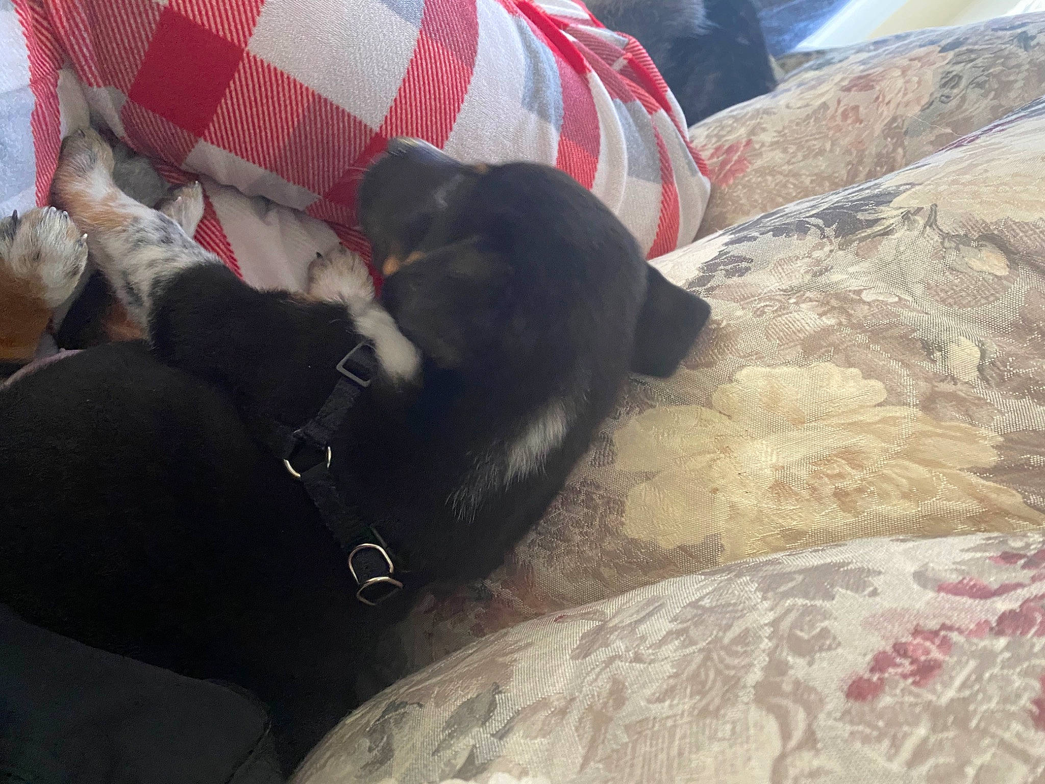 Bellatrix is registered to the contest to win money with this photo: bombay, carmine, carnivore, cat, comfort, companion_dog, dog_breed, domestic_short_haired_cat, felidae, fur, grey, mammal, small_to_medium_sized_cats, snout, sporting_group, tail, tartan, vertebrate, whiskers, working_animal