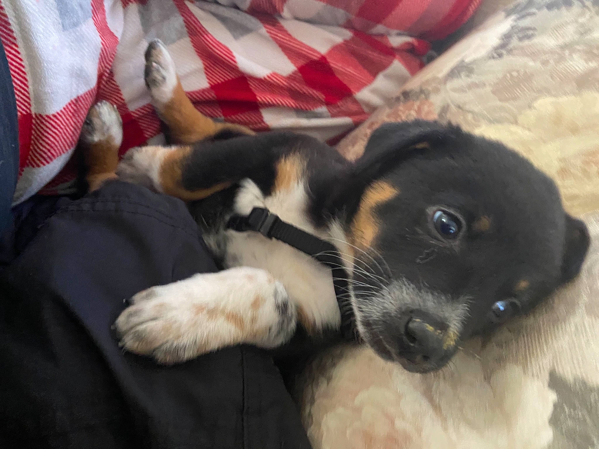 Bellatrix is registered to the contest to win money with this photo: borador, canidae, carnivore, comfort, companion_dog, dog, dog_breed, fawn, fur, guard_dog, nap, non_sporting_group, paw, puppy, snout, sporting_group, tail, terrestrial_animal, whiskers, working_animal