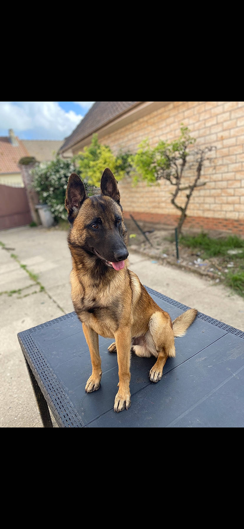 Orion a rejoint le concours — aidez-le/la à gagner de superbes lots ! belgian_shepherd_malinois, canis, carnivore, collar, companion_dog, dog, dog_breed, east_european_shepherd, german_shepherd_dog, guard_dog, herding_dog, king_shepherd, old_german_shepherd_dog, plant, road_surface, sporting_group, tail, tree, working_animal, working_dog