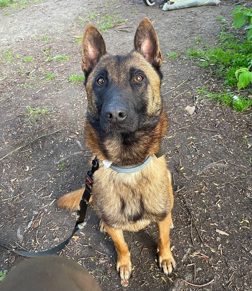 Orion participe au concours pour gagner de l'argent avec cette photo : asphalt, canidae, carnivore, dog, dog_breed, fawn, german_shepherd_dog, grass, herding_dog, plant, road_surface, snout, sporting_group, terrestrial_animal, working_animal, working_dog