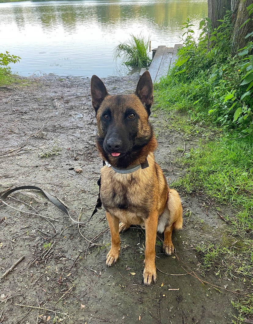 Orion a rejoint le concours — aidez-le/la à gagner de superbes lots ! canidae, carnivore, dog, dog_breed, fawn, german_shepherd_dog, grass, guard_dog, herding_dog, lake, plant, reservoir, snout, sporting_group, tail, terrestrial_animal, water, working_animal, working_dog