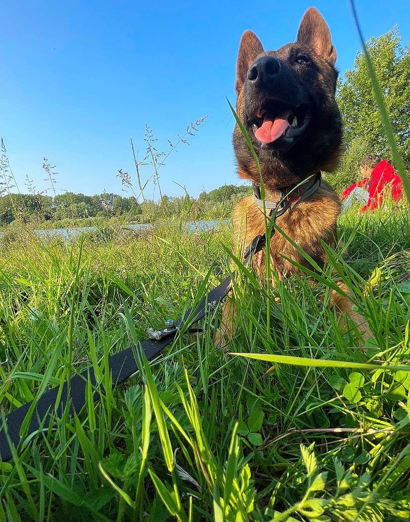 Orion participe au concours pour gagner de l'argent avec cette photo : agriculture, carnivore, companion_dog, dog, dog_breed, electric_blue, fawn, grass, grass_family, grassland, leaf, meadow, people_in_nature, plant, sculpture, sky, snout, terrestrial_animal, terrestrial_plant, whiskers