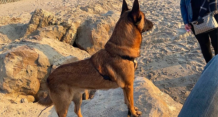 Orion participe au concours pour gagner de l'argent avec cette photo : bedrock, canidae, canis, carnivore, collar, dog, dog_breed, dog_hiking, east_european_shepherd, fawn, german_shepherd_dog, guard_dog, herding_dog, landscape, old_german_shepherd_dog, snout, street_dog, tail, wildlife, working_animal