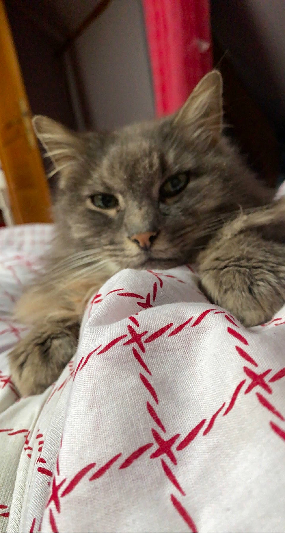 Jasmine participe au concours pour gagner de l'argent avec cette photo : bed, bed_sheet, bedding, box, carnivore, cat, cat_supply, claw, comfort, domestic_short_haired_cat, felidae, fur, linens, nap, pattern, small_to_medium_sized_cats, snout, whiskers