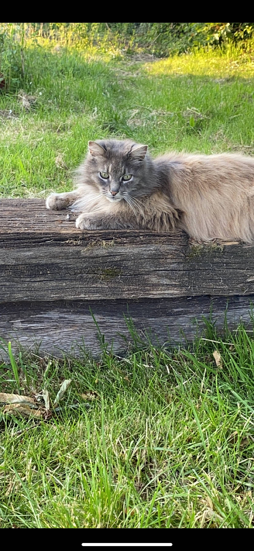 Jasmine participe au concours pour gagner de l'argent avec cette photo : british_longhair, carnivore, cat, fawn, felidae, fur, grass, grey, groundcover, maine_coon, plant, sitting, small_to_medium_sized_cats, snout, tail, terrestrial_animal, tire, whiskers, wildlife, wood