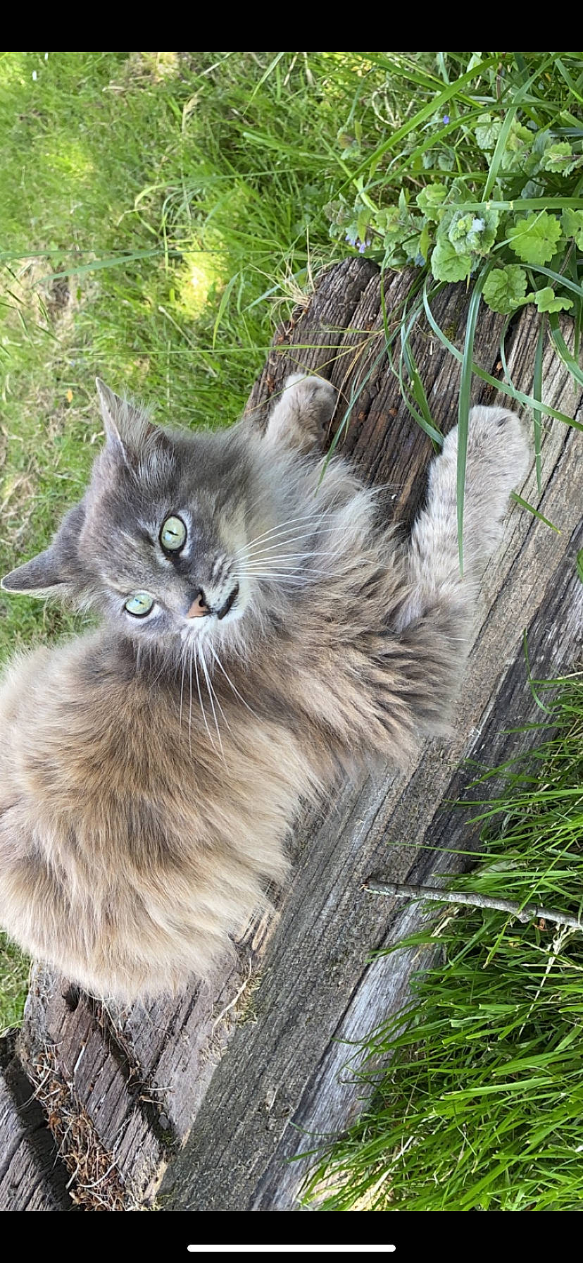 Jasmine a rejoint le concours — aidez-le/la à gagner de superbes lots ! british_longhair, canidae, carnivore, cat, fawn, felidae, fur, grass, maine_coon, persian, plant, siberian, small_to_medium_sized_cats, snout, tail, terrestrial_animal, whiskers, wood