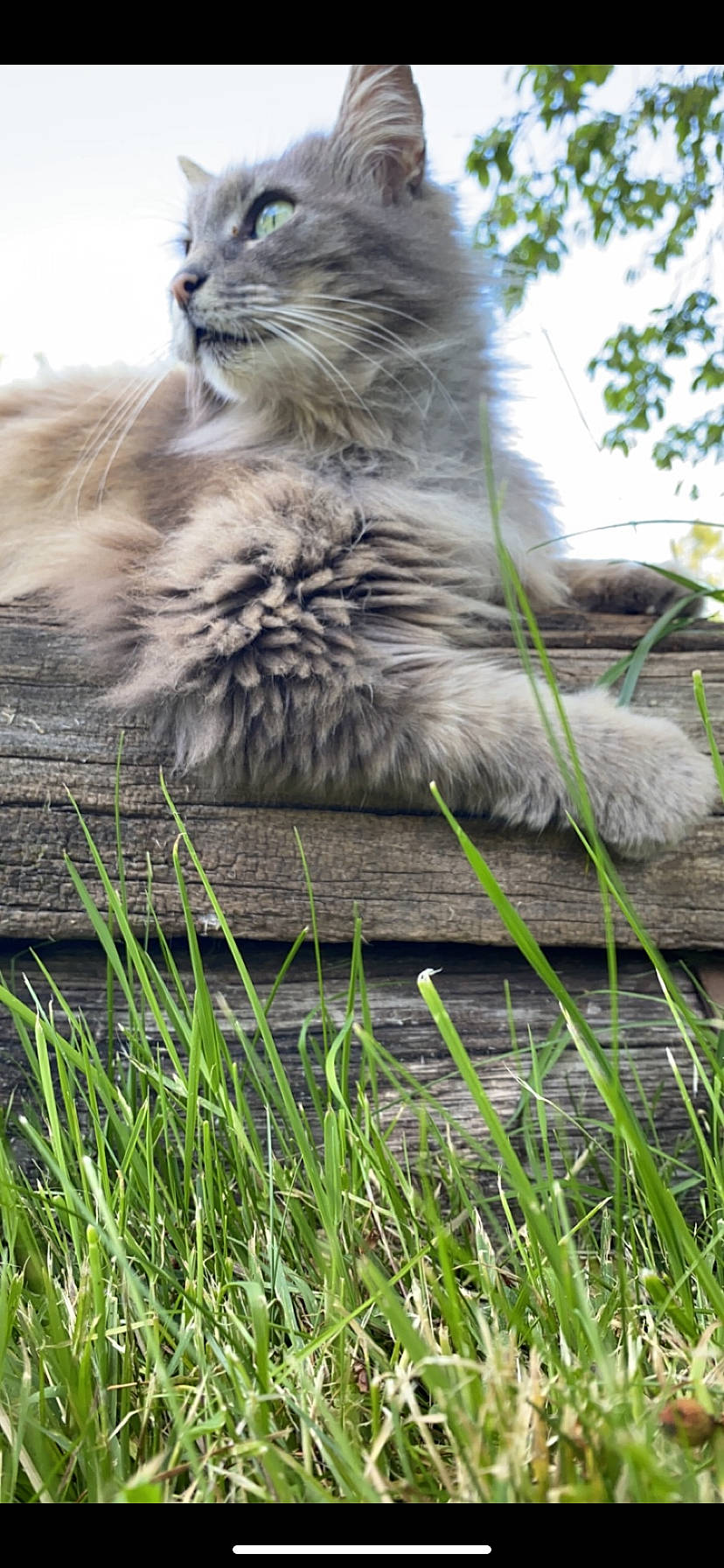 Jasmine participe au concours pour gagner de l'argent avec cette photo : british_longhair, carnivore, cat, eye, fawn, felidae, fur, grass, grassland, groundcover, maine_coon, persian, plant, small_to_medium_sized_cats, snout, tail, terrestrial_animal, tree, whiskers, wildlife