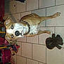 Sharon participe au concours pour gagner de l'argent avec cette photo :