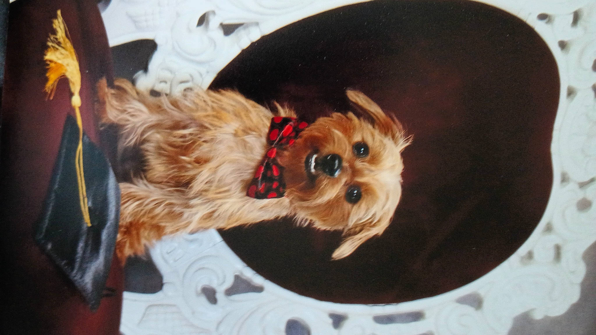 Dakota Kolojaco is registered to the contest to win money with this photo: canidae, carnivore, companion_dog, dog, dog_breed, dog_clothes, dog_supply, fawn, fur, liver, pet_supply, puppy, small_terrier, snout, sporting_group, terrier, toy, toy_dog, working_animal, yorkipoo