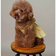Brownie joined the competition — help win amazing prizes! dog, poodle, brown, fluffy, dress, yellow, checkered, stool, wooden, pet, animal, cute, portrait, studio, sitting, fur, tongue_out, indoor, background, collar