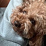 Brownie is registered to the contest to win money with this photo: dog, brown_dog, curly_fur, close_up, pet, lap, gray_hoodie, gray_pants, cozy, indoor, resting, animal, cute, portrait, furry, companion, warm_tone, soft_texture, domestic_animal, relaxed
