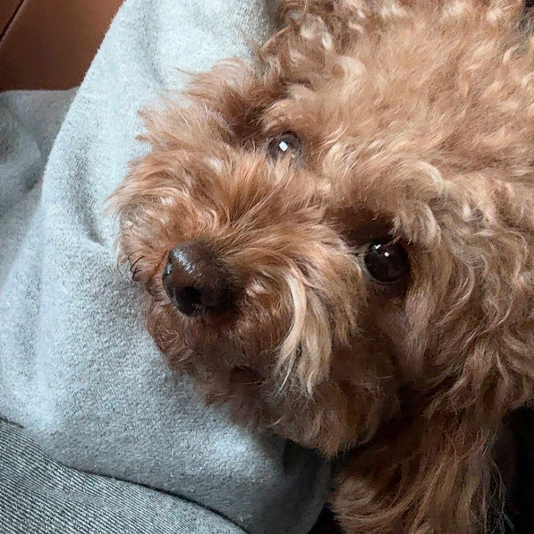 Brownie is registered to the contest to win money with this photo: animal, brown_dog, close_up, companion, cozy, curly_fur, cute, dog, domestic_animal, furry, gray_hoodie, gray_pants, indoor, lap, pet, portrait, relaxed, resting, soft_texture, warm_tone