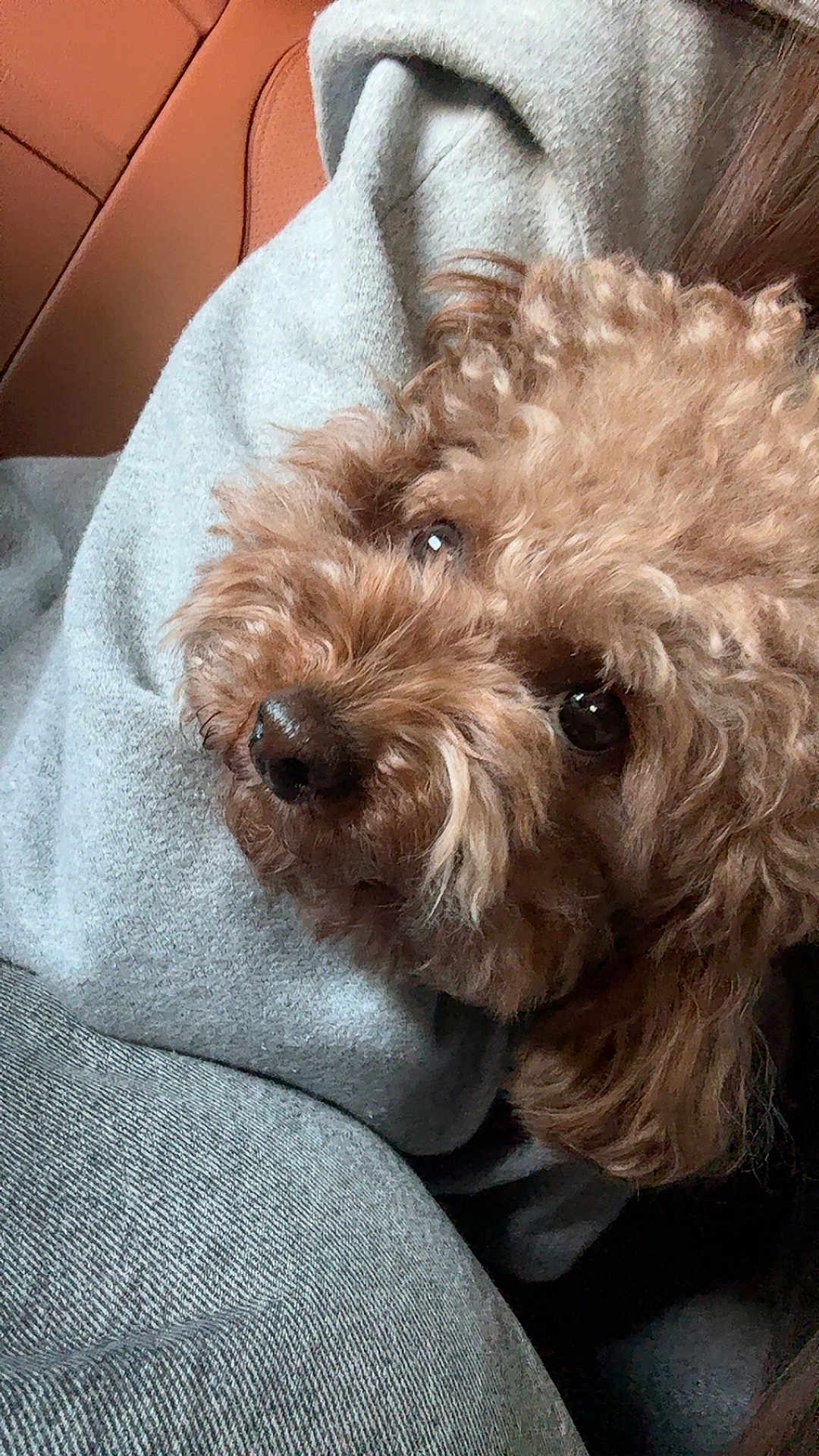 Brownie is registered to the contest to win money with this photo: dog, brown_dog, curly_fur, close_up, pet, lap, gray_hoodie, gray_pants, cozy, indoor, resting, animal, cute, portrait, furry, companion, warm_tone, soft_texture, domestic_animal, relaxed