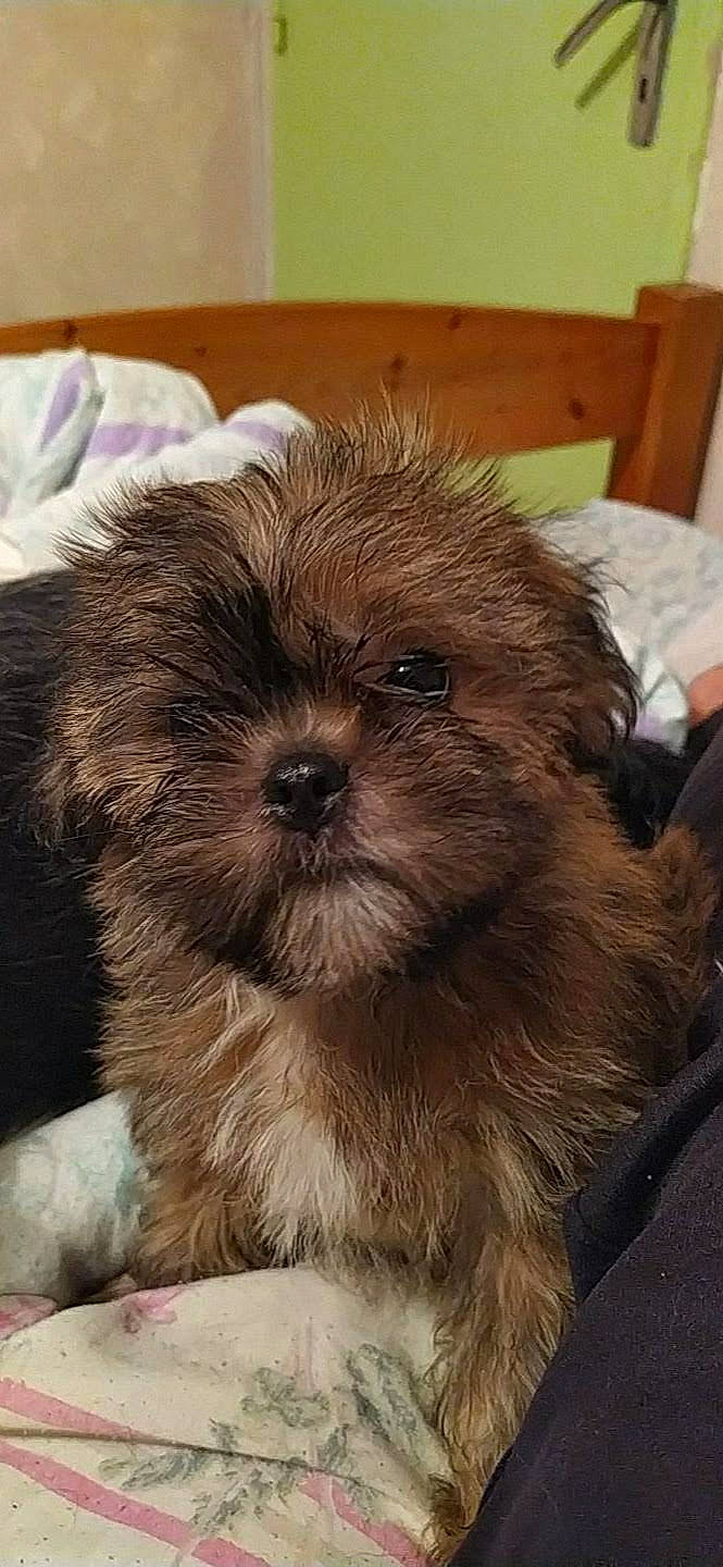 Pooka
