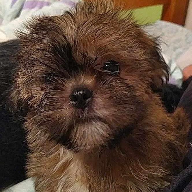 Pooka