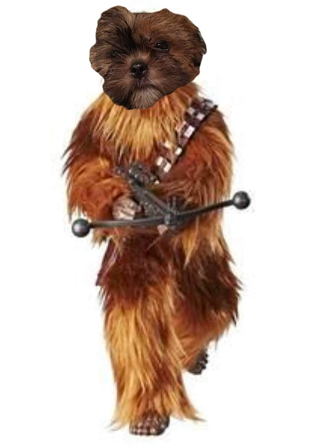 Pooka a rejoint le concours — aidez-le/la à gagner de superbes lots ! briard, cairn_terrier, canidae, carnivore, chewbacca, companion_dog, dog, dog_breed, fictional_character, rare_breed_dog, sporting_group, terrier