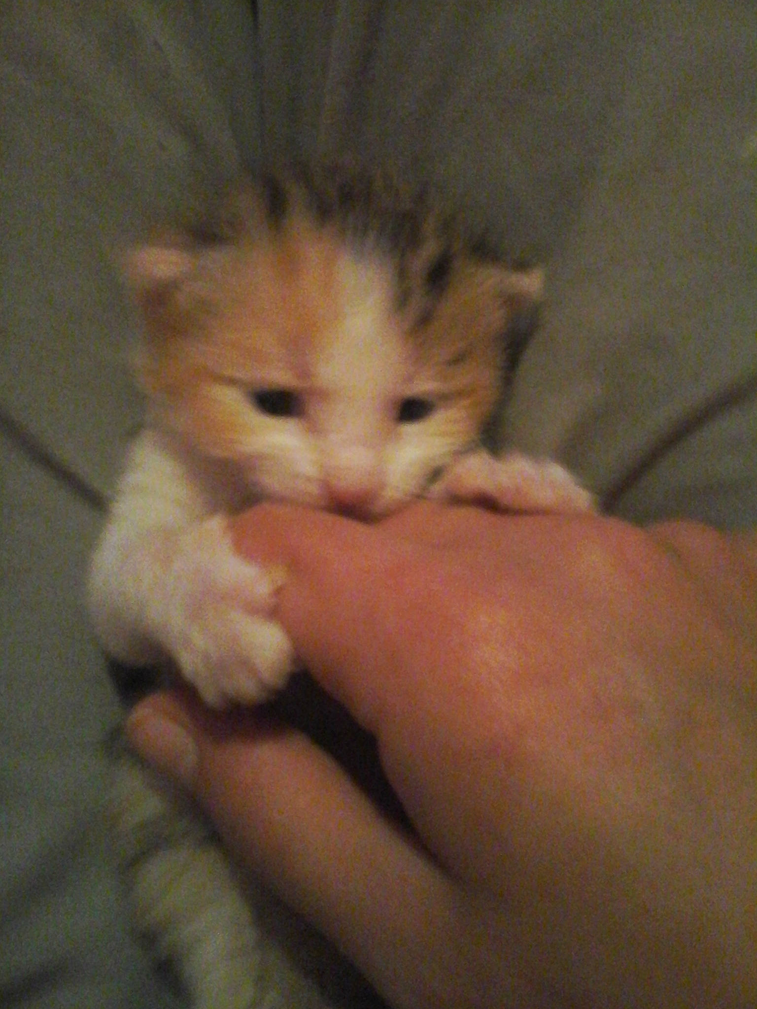 Boule participe au concours pour gagner de l'argent avec cette photo : carnivore, cat, claw, comfort, domestic_short_haired_cat, fawn, felidae, finger, fur, gesture, nail, paw, small_to_medium_sized_cats, snout, tail, terrestrial_animal, thumb, whiskers