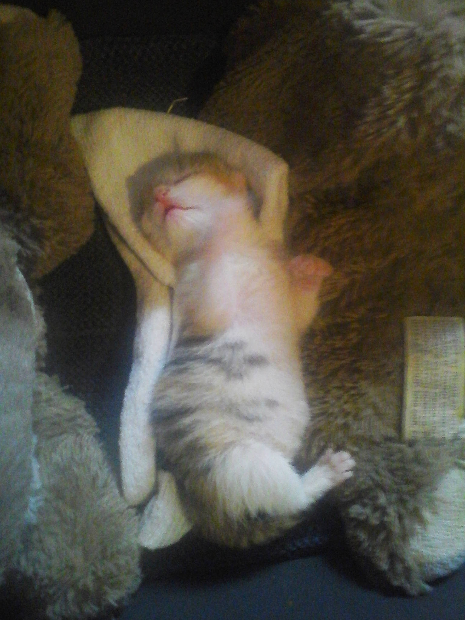 Boule participe au concours pour gagner de l'argent avec cette photo : canidae, carnivore, cat, claw, comfort, companion_dog, dog_breed, fawn, felidae, foot, fur, nap, paw, small_to_medium_sized_cats, snout, sporting_group, tail, terrestrial_animal, whiskers