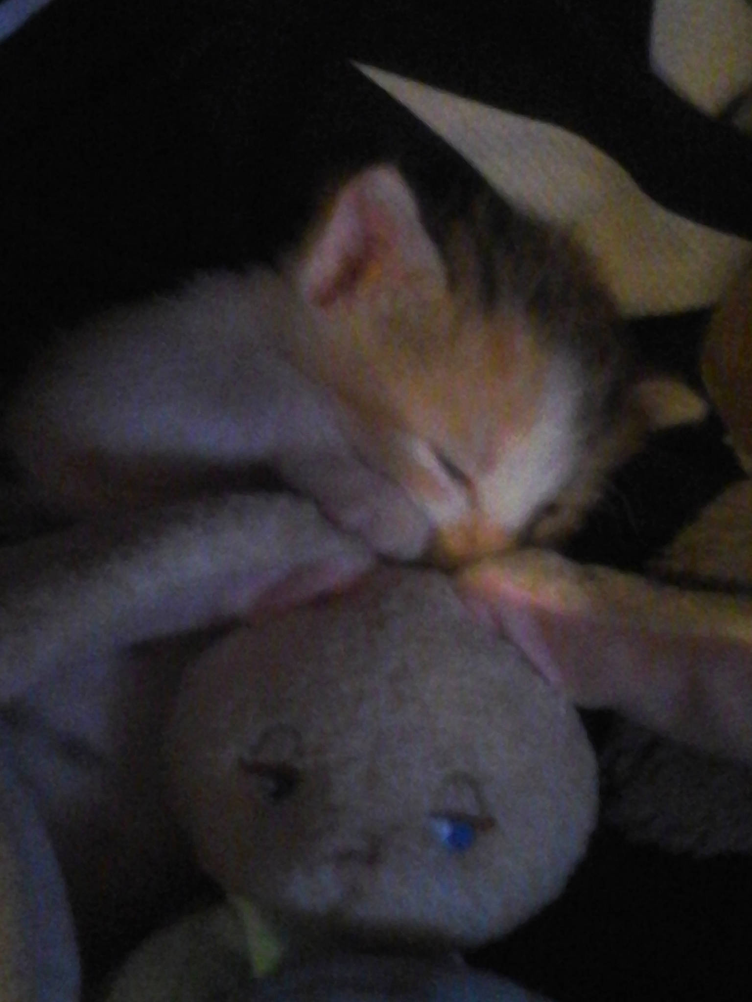 Boule a rejoint le concours — aidez-le/la à gagner de superbes lots ! carnivore, cat, comfort, domestic_short_haired_cat, ear, eye, fawn, felidae, fur, hand, leg, mammal, nose, paw, small_to_medium_sized_cats, snout, tail, toy, vertebrate, whiskers