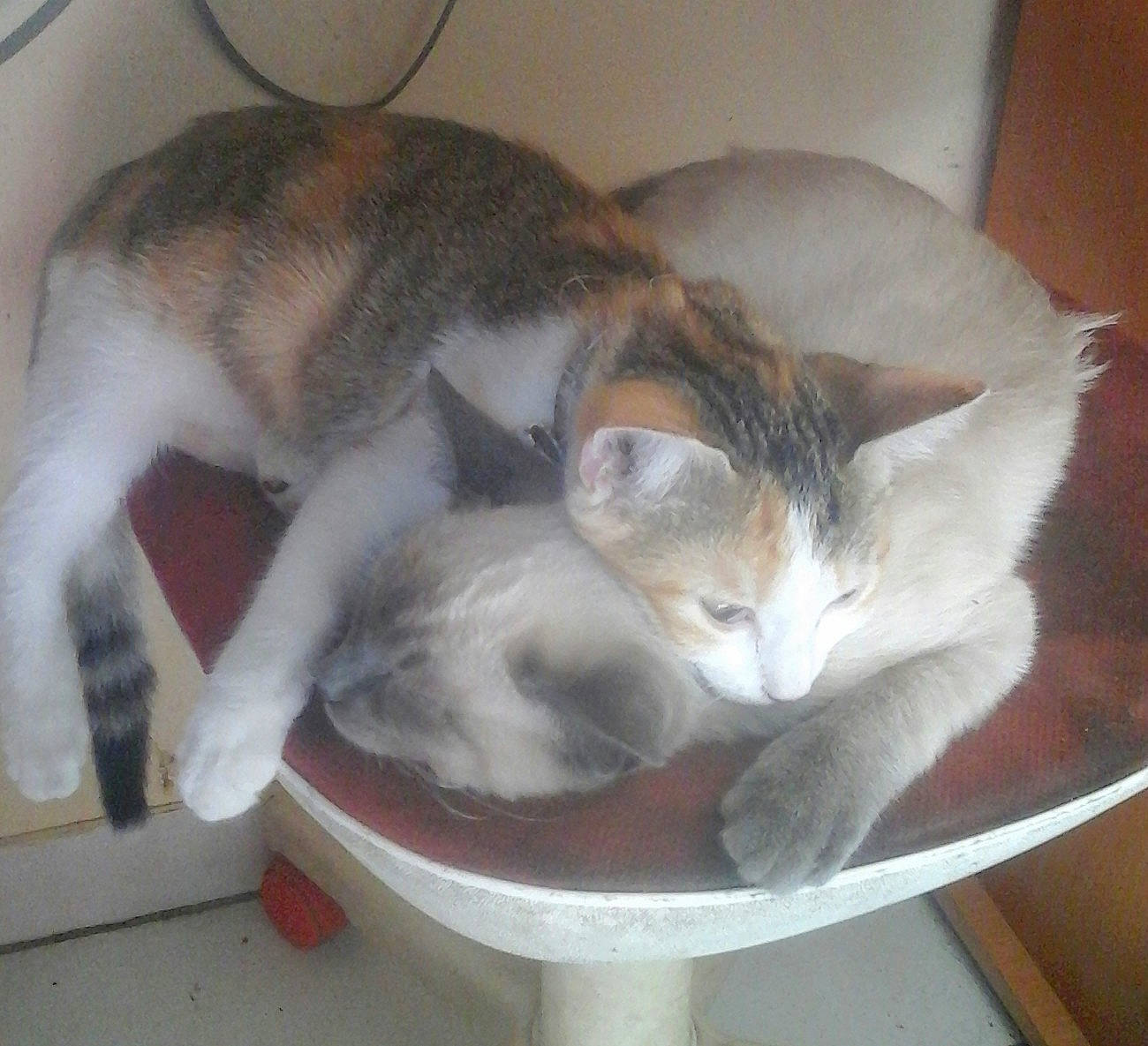 Gamin a rejoint le concours — aidez-le/la à gagner de superbes lots ! box, canidae, carnivore, cat, cat_furniture, cat_supply, claw, comfort, domestic_short_haired_cat, fawn, felidae, fur, nap, paw, pet_supply, photo_caption, small_to_medium_sized_cats, snout, tail, whiskers