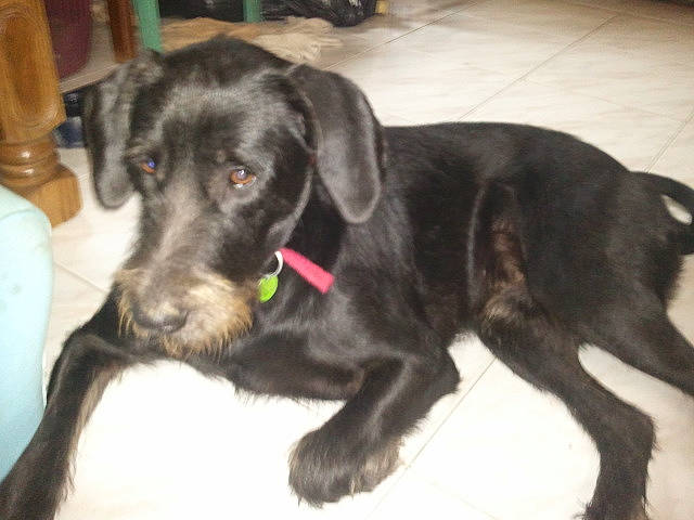 Lucky participe au concours pour gagner de l'argent avec cette photo : borador, canidae, carnivore, collar, companion_dog, dog, dog_breed, dog_collar, fur, gun_dog, hunting_dog, liver, retriever, snout, sporting_group, tail, working_animal