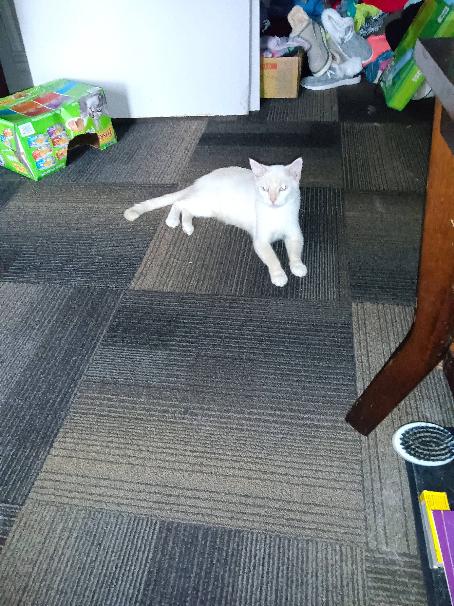 Dolly joined the competition — help win amazing prizes! canidae, carnivore, cat, comfort, companion_dog, fawn, felidae, floor, flooring, fur, grey, hardwood, linens, pattern, room, small_to_medium_sized_cats, tail, toy, whiskers, wood