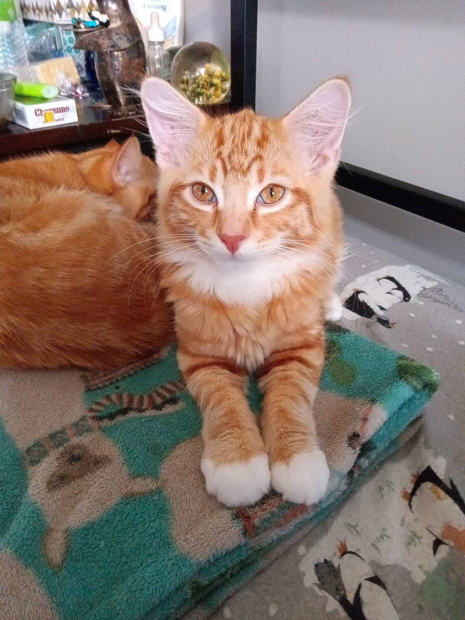 Spike joined the competition — help win amazing prizes! carnivore, cat, claw, domestic_short_haired_cat, fawn, felidae, foot, fur, paw, sitting, small_to_medium_sized_cats, snout, tail, whiskers