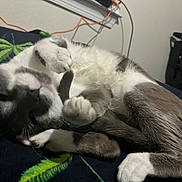 Smokey joined the competition — help win amazing prizes! cat, animal, pet, relaxed, indoor, blanket, fur, white_paw, gray_fur, curled_up, cozy, sleepy, paw, domestic_cat, resting, feline, household, bedroom, cushion, cute