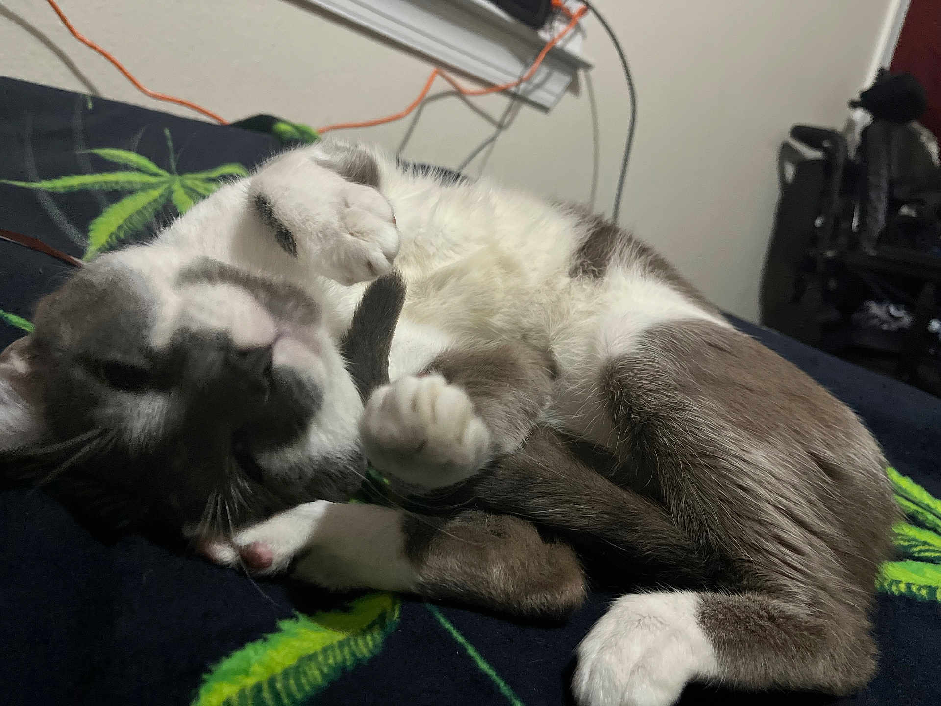 Smokey joined the competition — help win amazing prizes! cat, animal, pet, relaxed, indoor, blanket, fur, white_paw, gray_fur, curled_up, cozy, sleepy, paw, domestic_cat, resting, feline, household, bedroom, cushion, cute