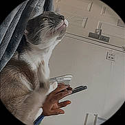 Smokey is registered to the contest to win money with this photo: animal, cat, close_up, curious, curtain, domestic_cat, door, door_lock, feline, fur, hand, human_hand, indoor, lens_effect, looking_up, paw, pet, smartphone, whiskers, white_wall