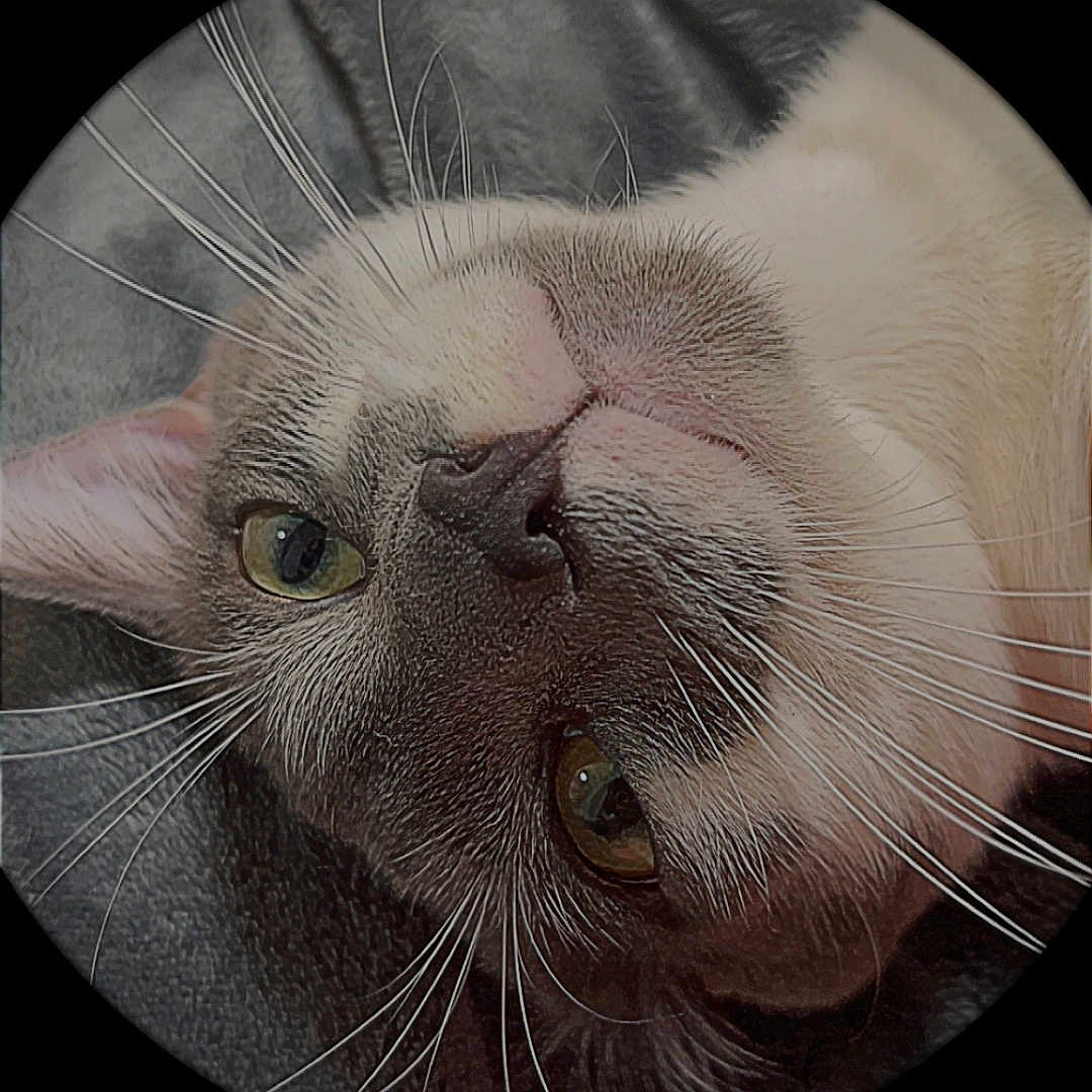Smokey joined the competition — help win amazing prizes! animal, cat, circular_frame, close_up, curious, domestic_animal, eye, face, feline, fur, gray, indoor, nose, pet, portrait, soft_light, texture, upside_down, whiskers, white
