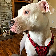 Kita Reyes is registered to the contest to win money with this photo: animal, blue_eyes, canine, closeup, cozy, dog, ears, floor, furniture, home, house, indoor, looking_away, nose, pet, portrait, red_harness, stone_fireplace, white_dog, wood_floor
