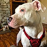 animal, blue_eyes, canine, closeup, cozy, dog, ears, floor, furniture, home, house, indoor, looking_away, nose, pet, portrait, red_harness, stone_fireplace, white_dog, wood_floor