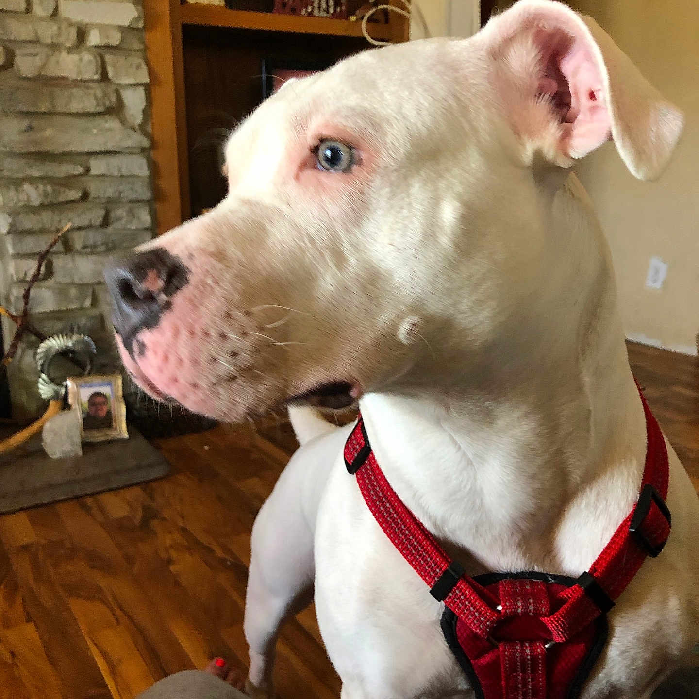 Kita Reyes is registered to the contest to win money with this photo: animal, blue_eyes, canine, closeup, cozy, dog, ears, floor, furniture, home, house, indoor, looking_away, nose, pet, portrait, red_harness, stone_fireplace, white_dog, wood_floor