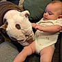 baby, infant, dog, bulldog, pet, couch, onesie, leg, sniffing, curious, indoor, cute, animal, child, friendship, toddler, furniture, home, face, skin