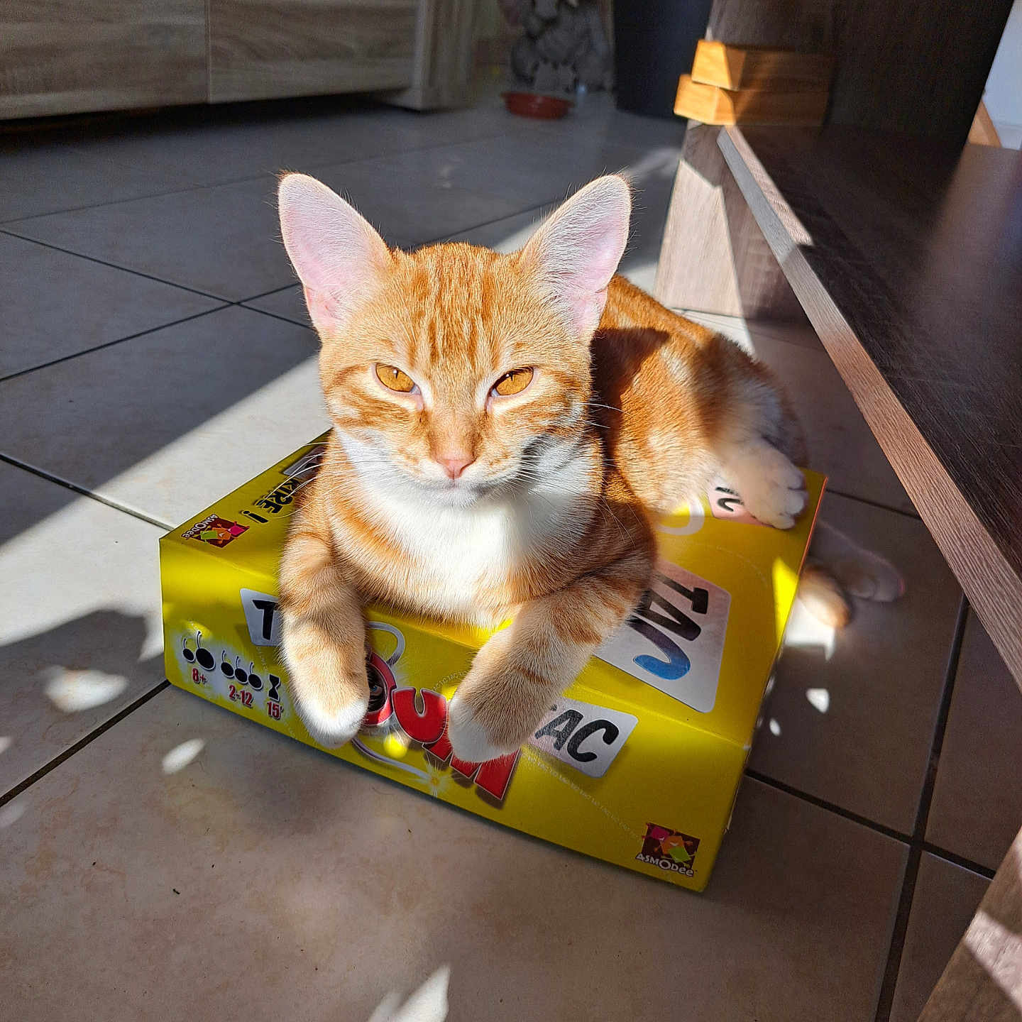 Kiwi participe au concours pour gagner de l'argent avec cette photo : abyssinian, animal, box, cardboard, cat, computer, drawer, electronics, furniture, hardwood, indoors, interiordesign, kitten, laptop, manx, pc, pet, plywood, table, wood