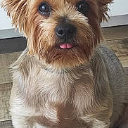 Oggy participe au concours pour gagner de l'argent avec cette photo : adorable, alert, animal, brown_fur, canine, companion, cute, dog, domestic_animal, ears, friendly, fur_texture, indoor, looking_up, pet, scruffy_fur, sitting, small_dog, tongue_out, wooden_floor