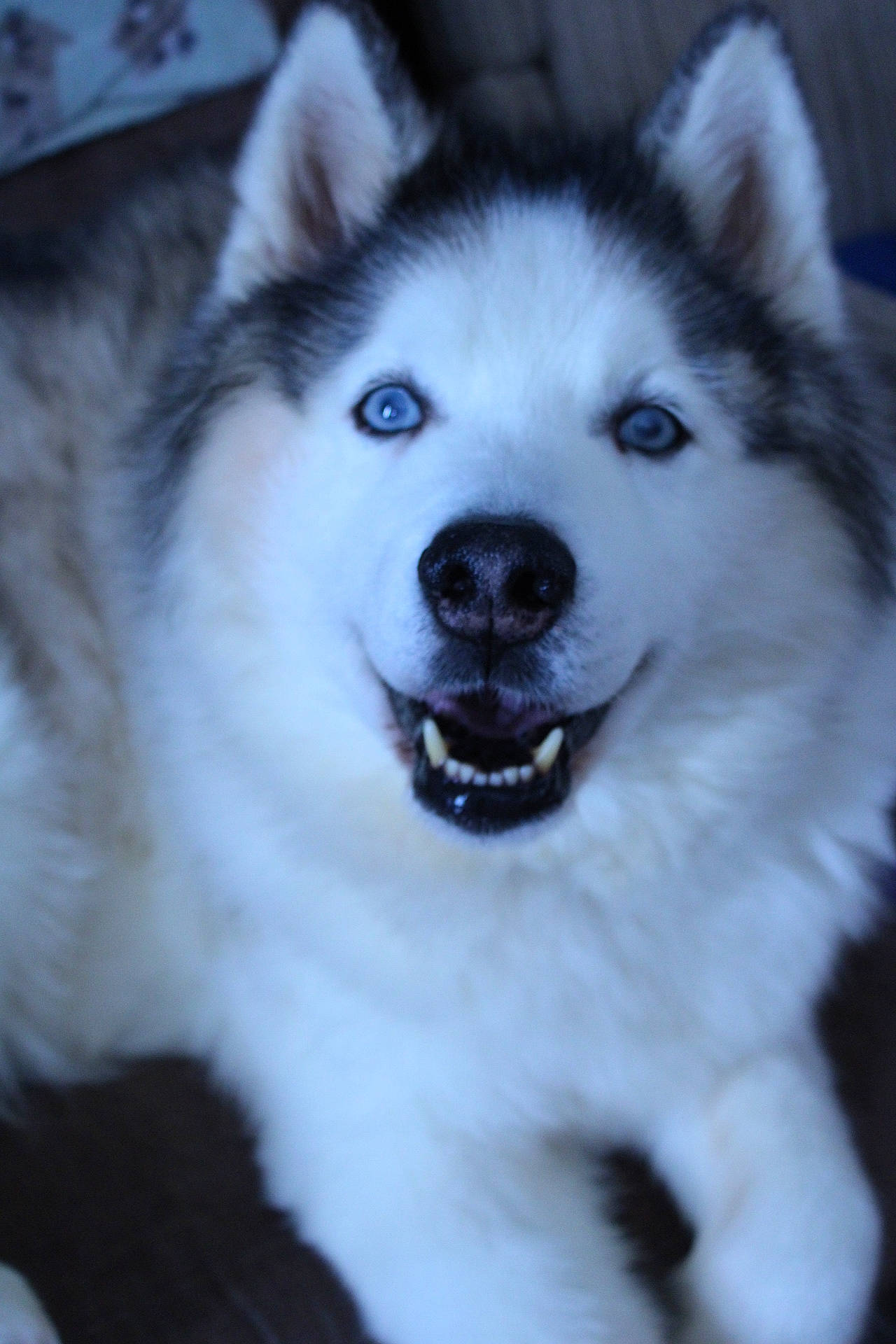 Smoke is registered to the contest to win money with this photo: canidae, canis, carnivore, companion_dog, dog, dog_breed, fur, iris, jaw, monochrome, monochrome_photography, sled_dog, snout, sporting_group, terrestrial_animal, whiskers, winter, wolf, working_animal, working_dog