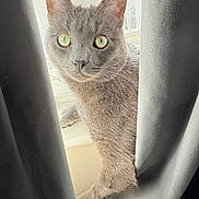 Pip is registered to the contest to win money with this photo: cat, gray_cat, curtains, window, windowsill, indoor, pet, animal, feline, curious, green_eyes, soft_light, whiskers, close_up, domestic_cat, fur, looking, peeking, natural_light, house