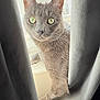 cat, gray_cat, curtains, window, windowsill, indoor, pet, animal, feline, curious, green_eyes, soft_light, whiskers, close_up, domestic_cat, fur, looking, peeking, natural_light, house