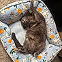 Pip joined the competition — help win amazing prizes! cat, gray_cat, pet_bed, cozy, relaxed, sleeping, feline, indoor, carpet, patterned_bed, orange_pattern, cute, fluffy, animal, resting, paw, tail, soft, comfortable, domestic_cat
